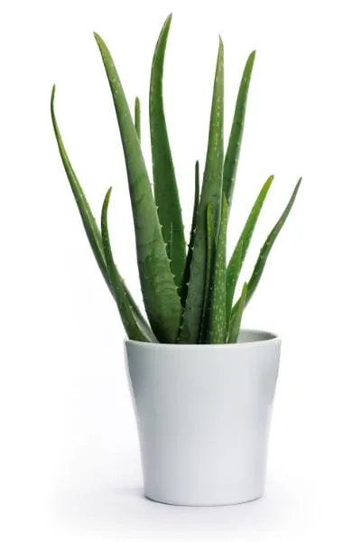 Kantoorplanten Aloë vera