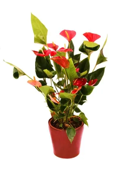 Anthurium andraeanum