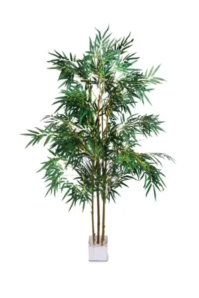 Areca palm