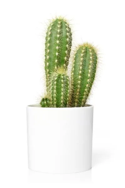 Kantoorplant Cactus
