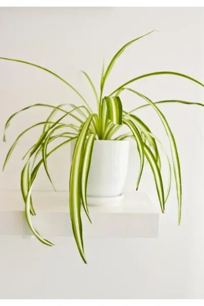 Chlorophytum comosum