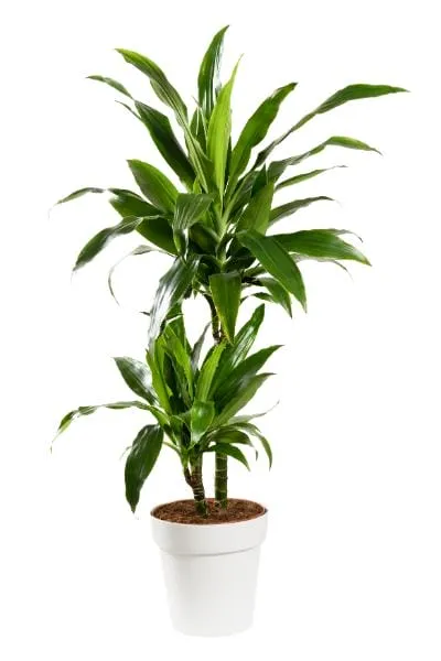 Dracaena janet craig