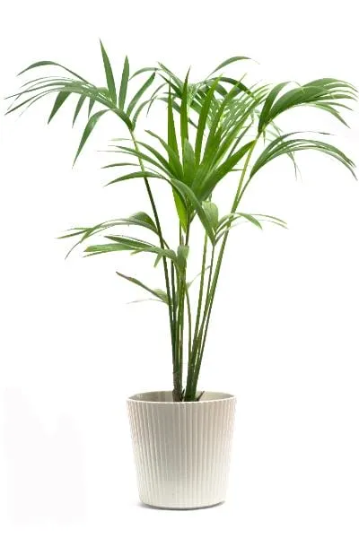 Kentia Palm