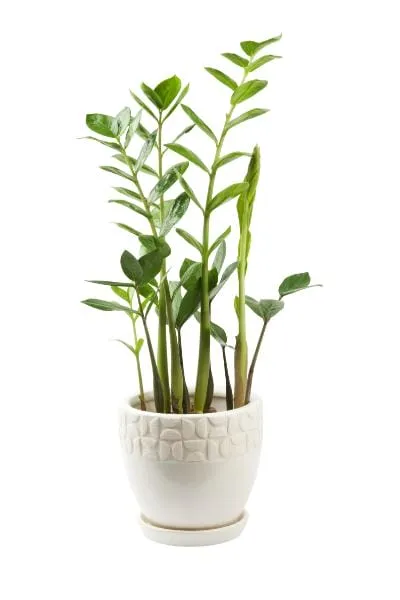 Kantoorplanten Zamioculcas